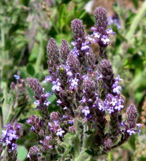 Verbena lasiostachys Western Vervain - grid24_12