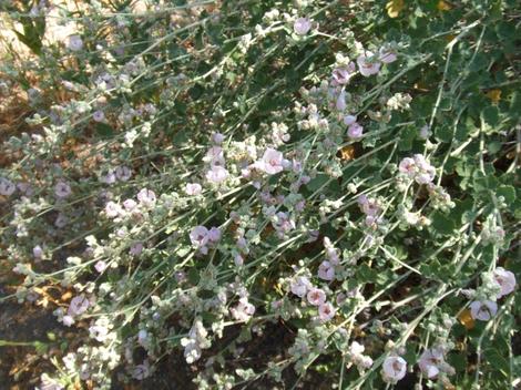 Here are the lush flower sprays of Malacothamnus marrubioides, Pinkflowered Bushmallow, in the central coast ranges, Santa Margarita garden, California.. - grid24_12