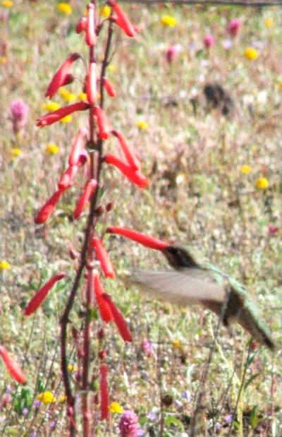 These Penstemon centranthifolius, or Scarlet Bugler, flowers, are being visited by an Anna's Hummingbird - grid24_12