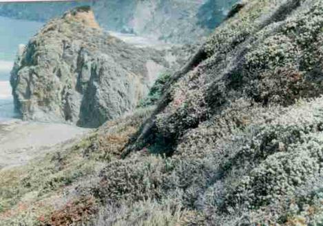 Cliff Buckwheat, California Sage brush and some Dudleyas on a coastal Bluff. - grid24_12