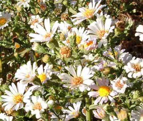 Aster chilensis,  California Aster flowers - grid24_12