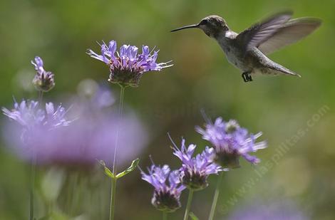 A young Anna Hummingbird on Salvia Alpine, Cleveland Sage. Cleveland Sage is drought resistant and can look good with 7-8 inches of rainfall. Your native garden needs very little water in a drought  to  look and smell good. Tolerant of much abuse. - grid24_12