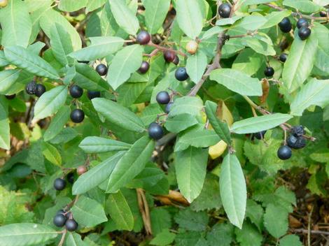 Coffeeberry, Rhamnus californica,  with berries.  Native plants attract native birds. - grid24_12