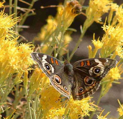 Buckeye Butterfly on a Rabbitbrush flower. This nondescript native plant comes alive in fall, butterflies are commonly on it  until frost. - grid24_12