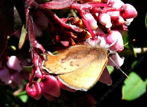 A Brown Elfin Butterfly on a Paradise manzanita. - grid24_12