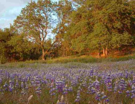 Field lupine, Lupinus nanus - grid24_12