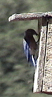 A western bluebird feeding young in one of the birdhouses we built. For some of you the bird is moving for others it's just an old photo of a bird. - grid24_12