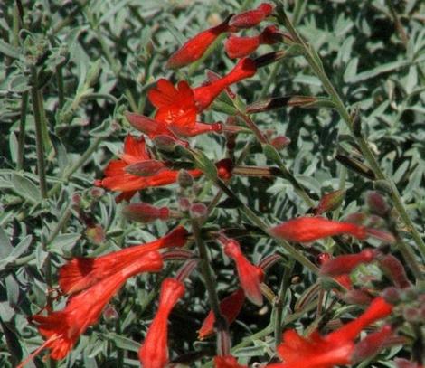 Zauschneria california, Epilobium, Uvas Canyon is a California fuchsia  that grows very will in a large pot or container garden. It was originally collected between San Jose, Santa Cruz and Gilroy. - grid24_12