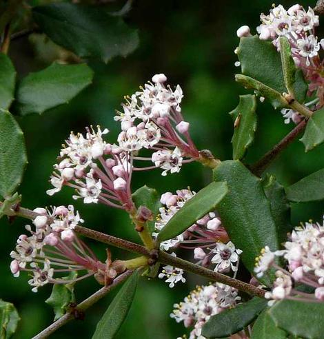 Ceanothus crassifolia covers many of the hills between Orange and Riverside counties. - grid24_12