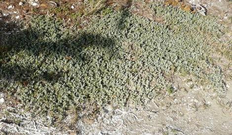 Atriplex watsonii Nelson Watson's Saltbush, Matscale at the edge of Morro Bay. - grid24_12