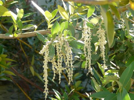 Garrya veatchii Silk Tassel Bush with male flowers, catkins  - grid24_12