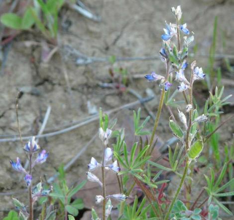 Lupinus bicolor. - grid24_12