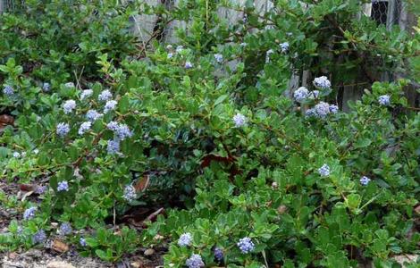 Ceanothus Heart's Desire makes a knee high groundcover with blue flowers. - grid24_12