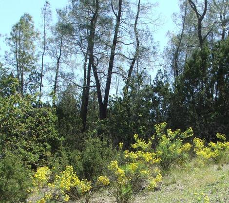 Haplopappus linearifolius, Narrowleaf goldenbush. with California Juniper,  Pinus sabinana, and scrub oak - grid24_12