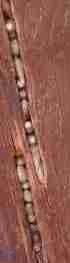 acorns in the cracks of a telephone pole - grid24_12