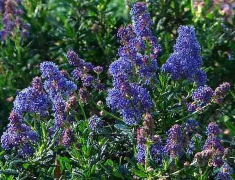 Ceanothus Wheeler Canyon Blue Mtn. Lilac - grid24_12