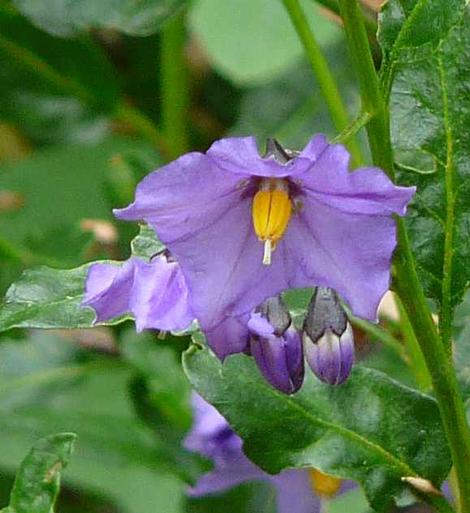 Solanum xanti hoffmannii grows from about Santa Barbara south into San Diego County.  - grid24_12