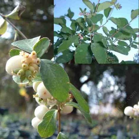 Symphoricarpos vaccinioides Roundleaf Snowberry - grid24_12