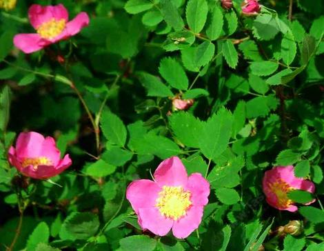 Rosa gymnocarpa Wood Rose - grid24_12