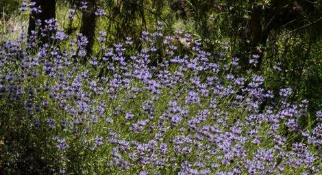 Salvia clevelandii, Alpine cleveland sage makes a small border or hdege. Native to San Diego and up into Riverside County it will grow in most of California with little or no water. - grid24_12