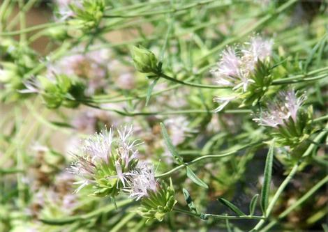 Monardella linoides stricta, Flaxleaf mountain balm flowers - grid24_12