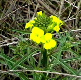 Erysimum ammophilum Coast Wallflower - grid24_12