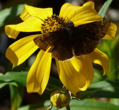 Bidens laevis, Joaquin Sunflower  with a Dusky Butterfly - grid24_12