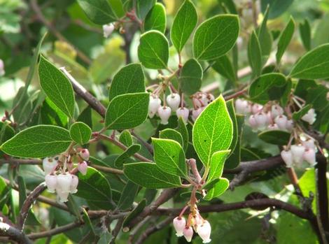 Arctostaphylos hookeri franciscana Franciscana Manzanita flowers and stems - grid24_12