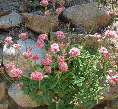 Eriogonum grande rubescens,  Red Buckwheat in a rock wall. - grid24_12