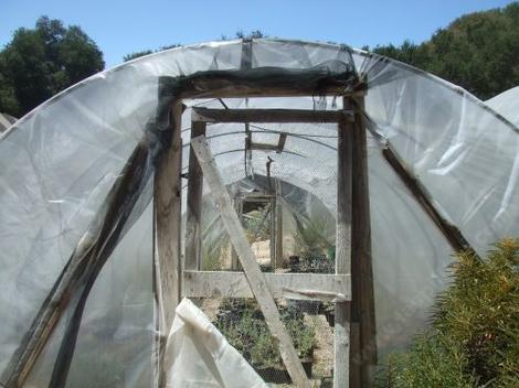 Looking through a little greenhouse. You can see the wooden side braces and the door leading into greenhouse. - grid24_12