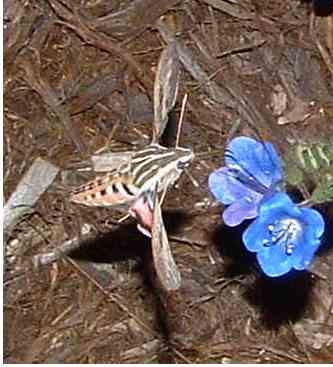 white lined sphinx moth visiting a Phacelia flower - grid24_12