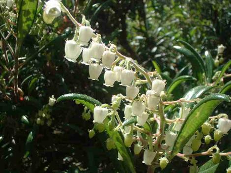 Here is a photo of an inflorescence of Comarostaphylis diversifolia, Summer Holly, with translucent urn-shaped flowers.  - grid24_12