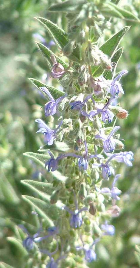 Trichostema lanceolatum Vinegar weed - grid24_12