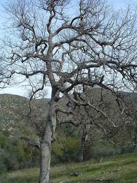 Blue Oak - Quercus douglasii loses leaves in winter - grid24_12