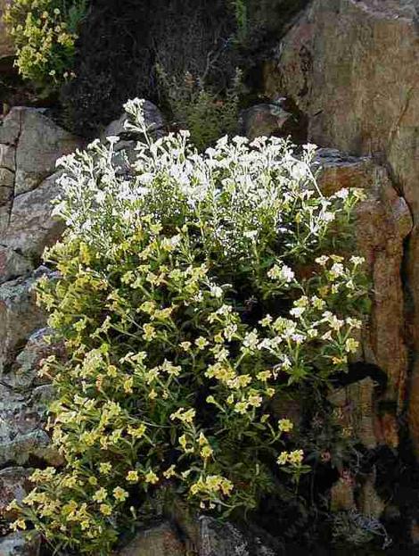 Kaweah River bush monkeyflower growing on a rock wall - grid24_12