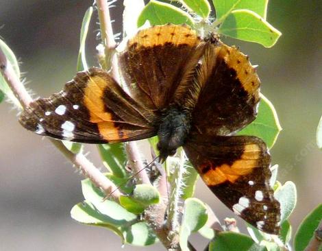 A Red Admiral butterfly visiting an Arctostaphylos wellsii, an uncommon manzanita, endemic to the central coast of California.  - grid24_12