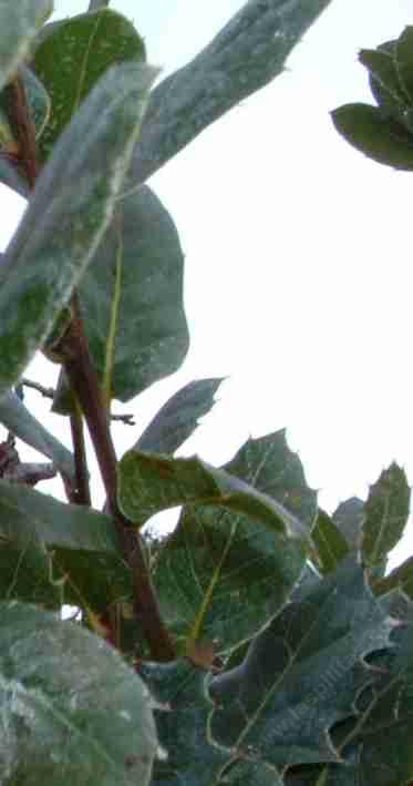 Interior live oak leaves are rather  flat - grid24_12