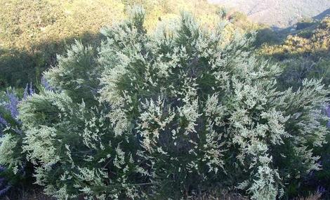 Adenostoma fasciculatum (Chamise or Greasewood)  in flower in a Santa margarita morning - grid24_12