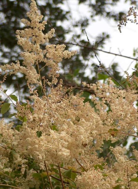 Holodiscus discolor, Cream Bush, is here photographed in our Santa Margarita garden.  - grid24_12