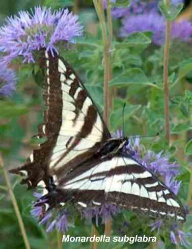 Monardella subglabra, with a pale swallowtail butterfly - grid24_12