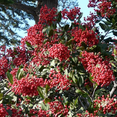 Toyon has  red berries that are relished by many bird species. - grid24_12