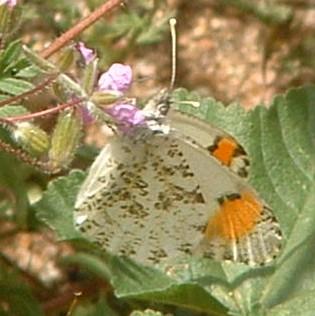 The spring form of Western Orange Sara Tip has been called Reakit's Orange Tip. - grid24_12