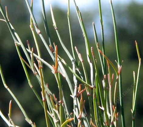 Ephedra nevadensis, Nevada Ephedra, ranges from the southern Sierra Nevada into Utah, and is mostly a desert plant. - grid24_12
