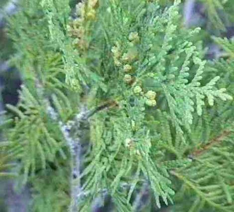 Thuja plicata Western Red Cedar - grid24_12