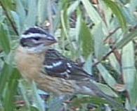 An old photo of Black headed Grosbeak - grid24_12