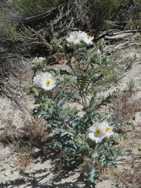 Argemone munita, Prickly Poppy, growing in one of its natural open, sunny habitats, chaparral edges.   - grid24_12