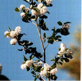 This is the little Ceanothus we planted twenty years ago. - grid24_12