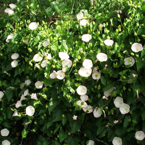 Calystegia macrostegia,  California  Morning Glory growing on fence in Escondido - grid24_12