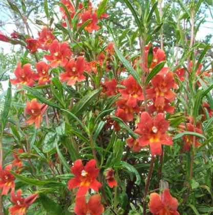 Red  Monkey flowers, Diplacus puniceus flowers grows about San Diego county. - grid24_12