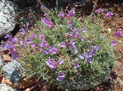 Penstemon Margarita BOP in the brick hard ground in Escondido - grid24_12